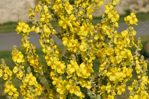 Closeup yellow mullein flower