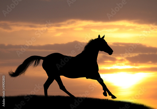 horse in sunset © Mari_art