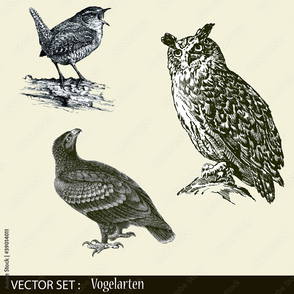 Obraz premium Uhu, Adler, Drossel