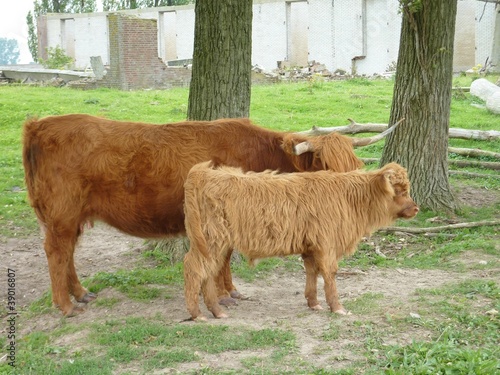 A scottish highland cow with a calf