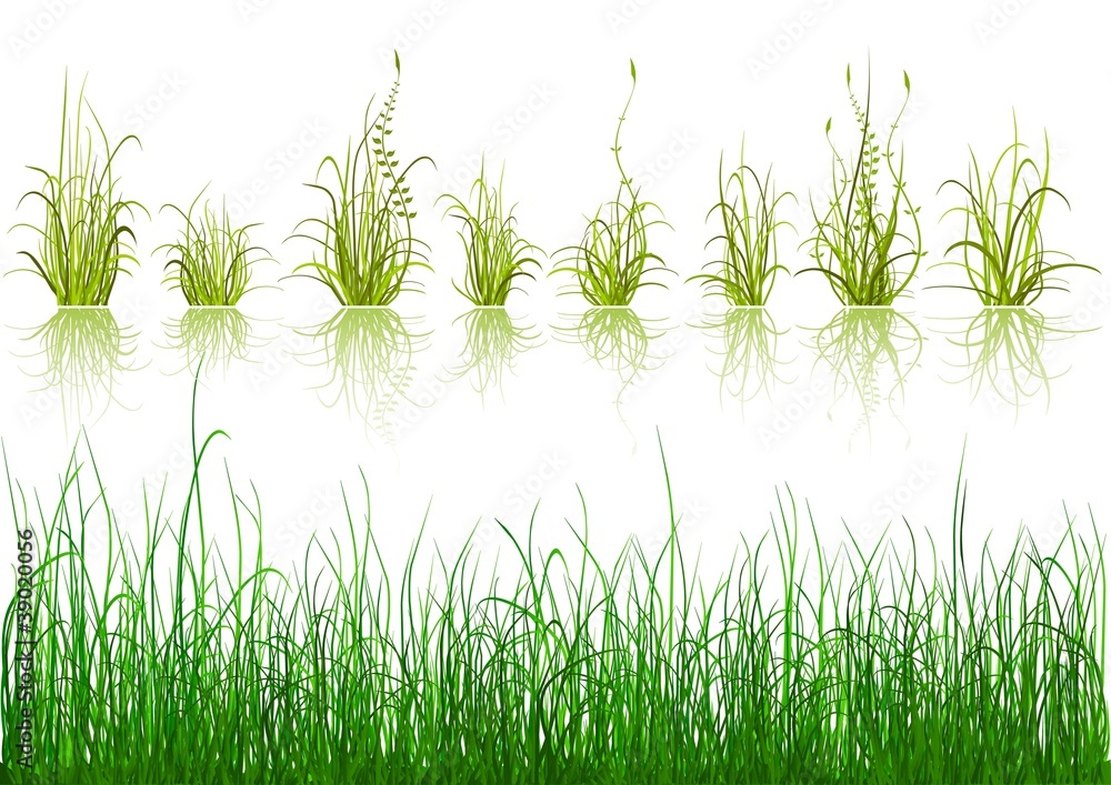 Obraz premium Green Grass - isolated on white background