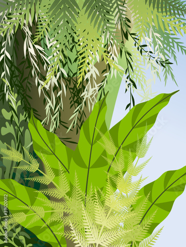 Fern thickets in the jungle