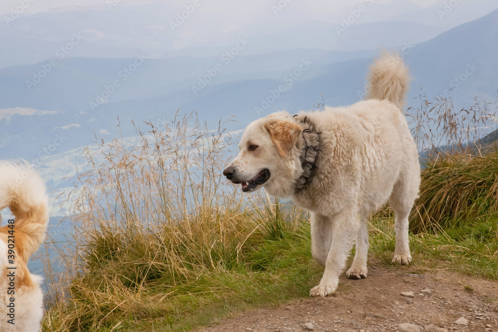 White wild dog in the mountains