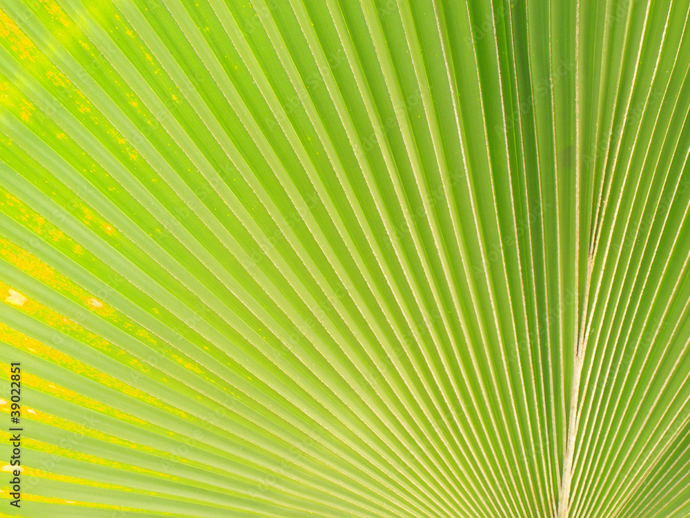 Fototapeta premium Green palm Leaf