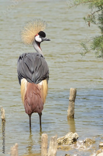 Oiseau_grue à la crête dorée