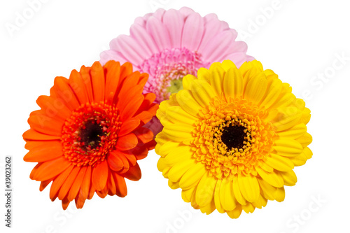 Drei bunte Gerbera Bl  ten auf wei  em Hintergrund