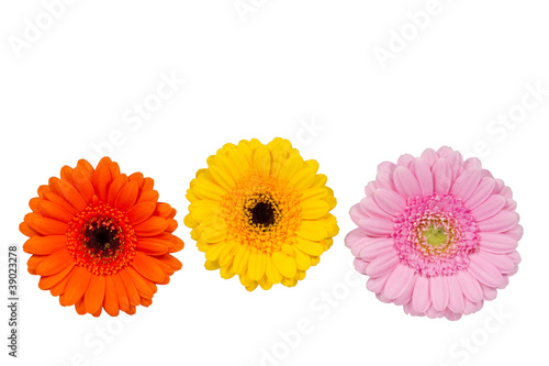 Fototapeta Naklejka Na Ścianę i Meble -  Drei bunte Gerbera Blüten auf weißem Hintergrund