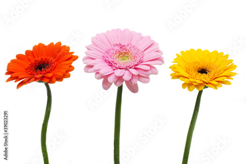 Drei bunte Gerbera Blüten auf weißem Hintergrund photo