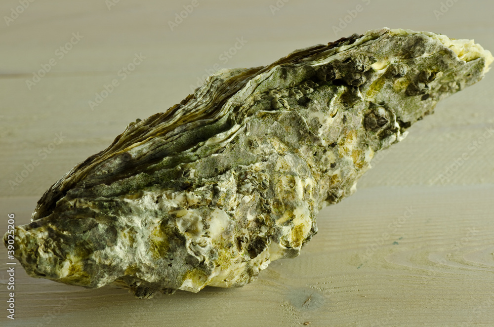 oyster oyster