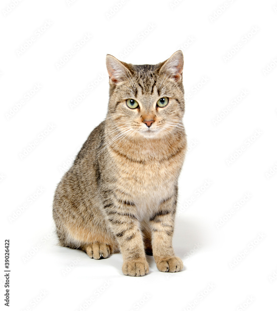 Obraz premium Cute cat on white background