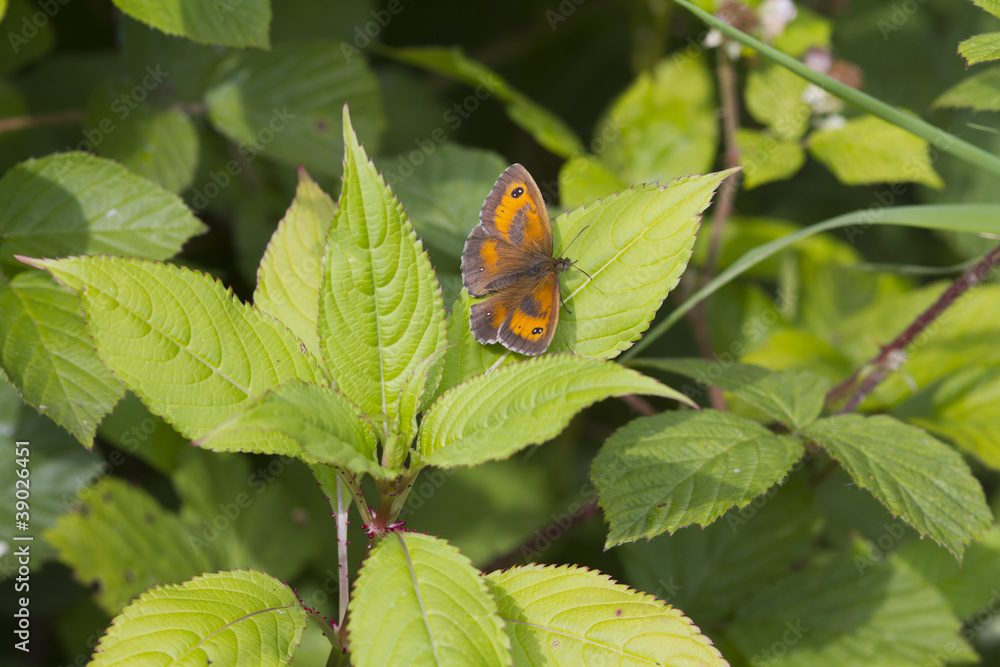 Gatekeeper Butterfly (Pyronia tithonus) Gatekeeper Butterfly (Pyronia tithonus)