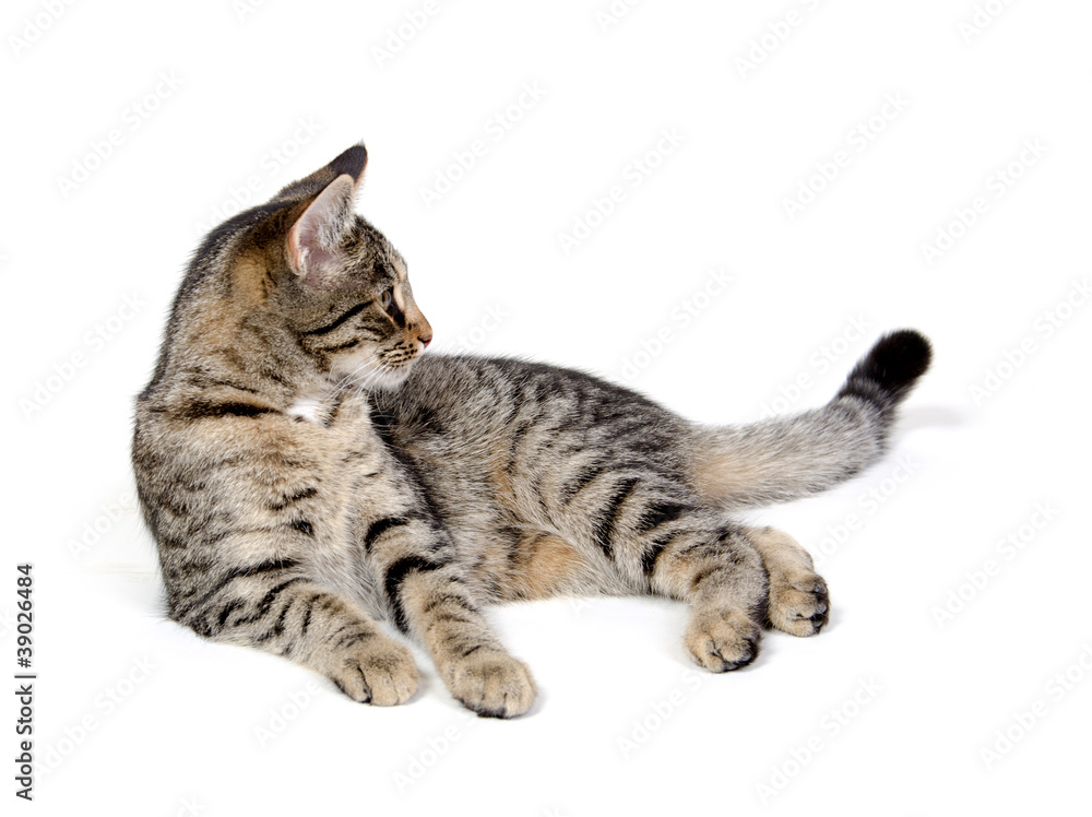 Cute tabby cat on white Cute tabby cat on white
