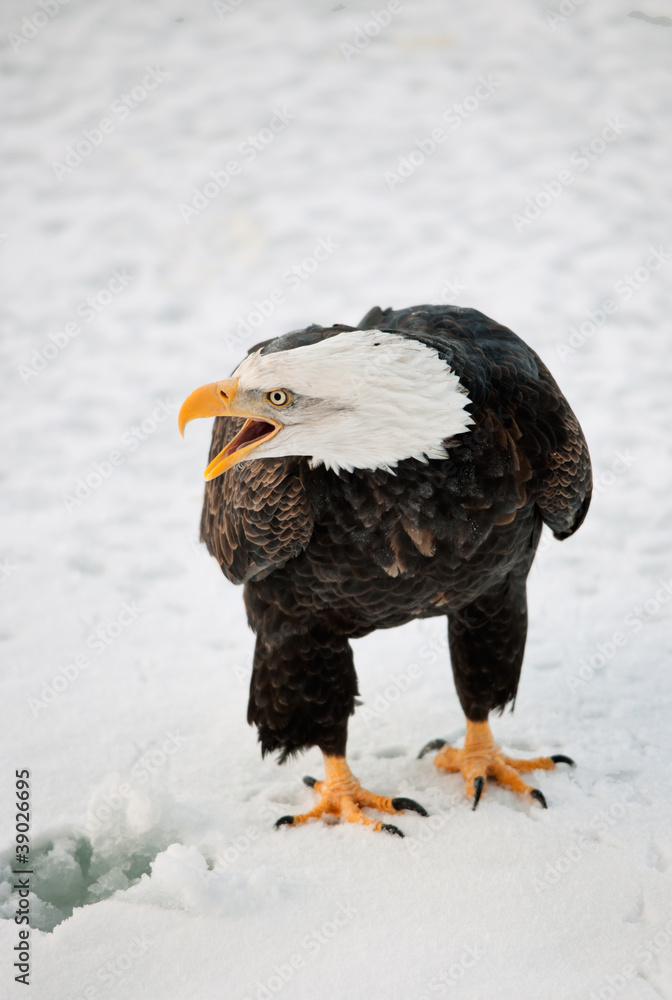 Fototapeta premium Close up Portrait of a Bald eagle with an open beak .