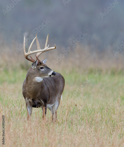 Whitetail deer buck in a foggy field