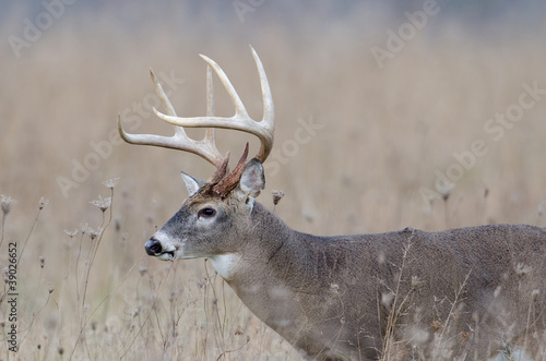 Whitetail deer buck in a foggy field photo