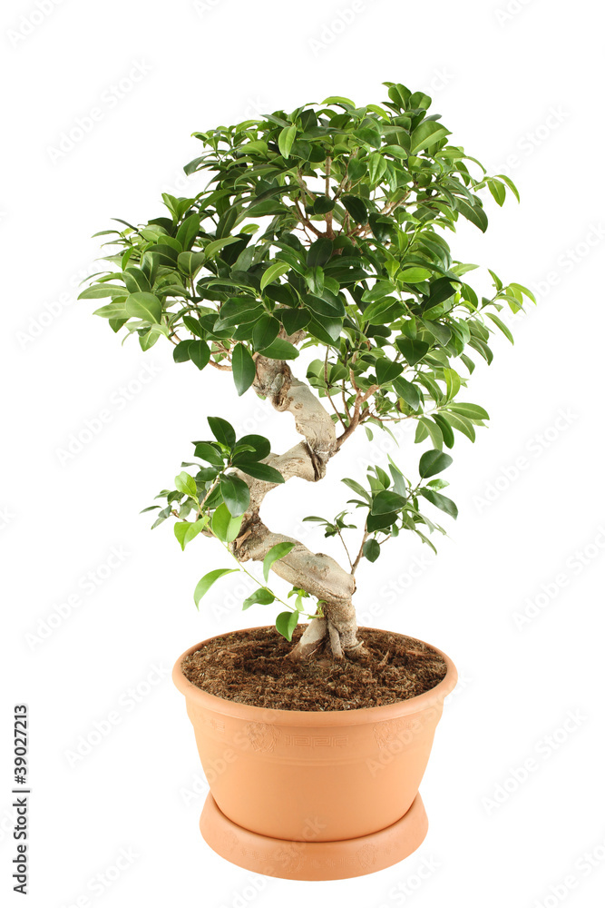 Myrtus Myrtus