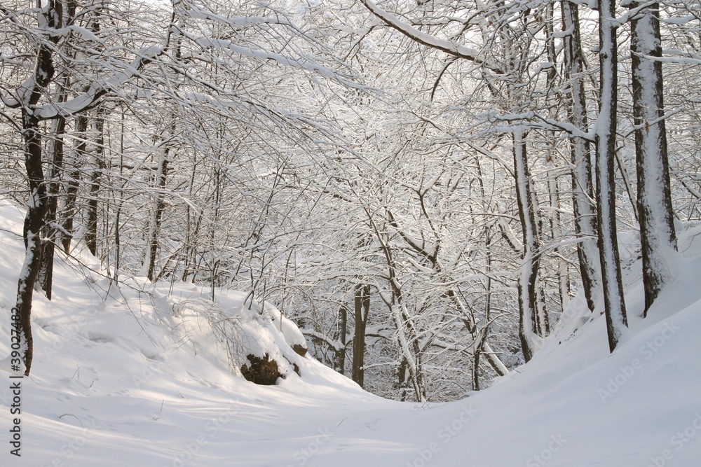 Forest path among the trees covered with snow on a sunny morning Forest path among the trees covered with snow on a sunny morning