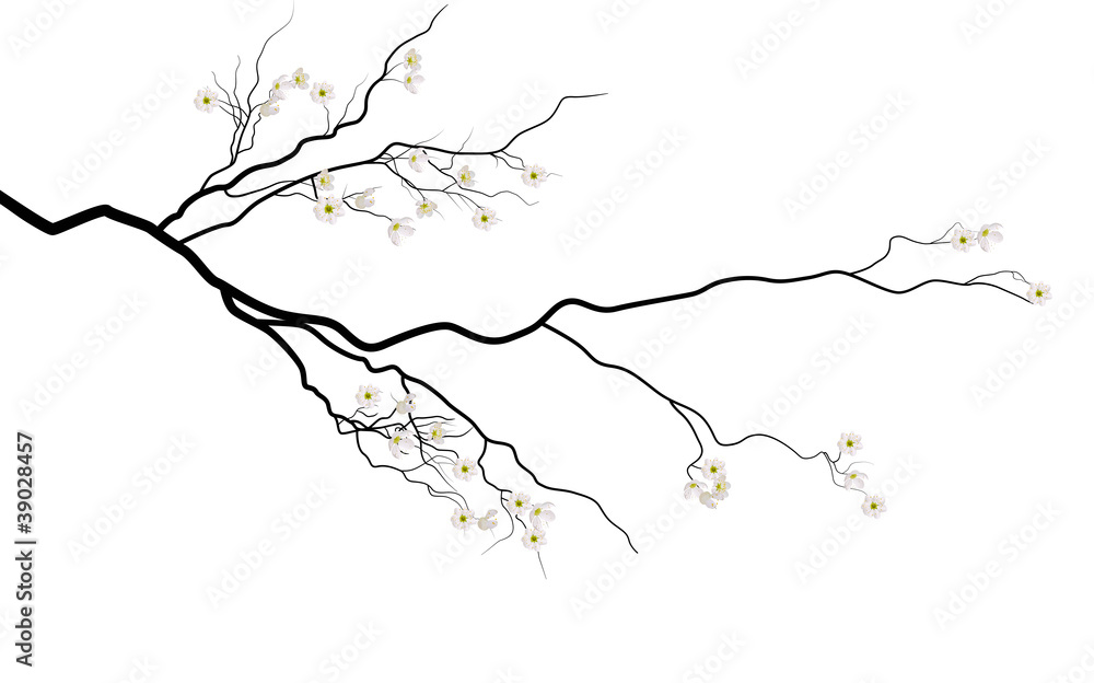 branch with white sakura flowers - obrazy, fototapety, plakaty 