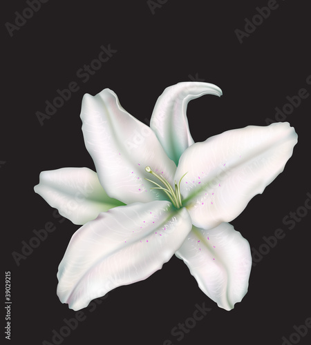 Fototapeta Naklejka Na Ścianę i Meble -  lily on a black background