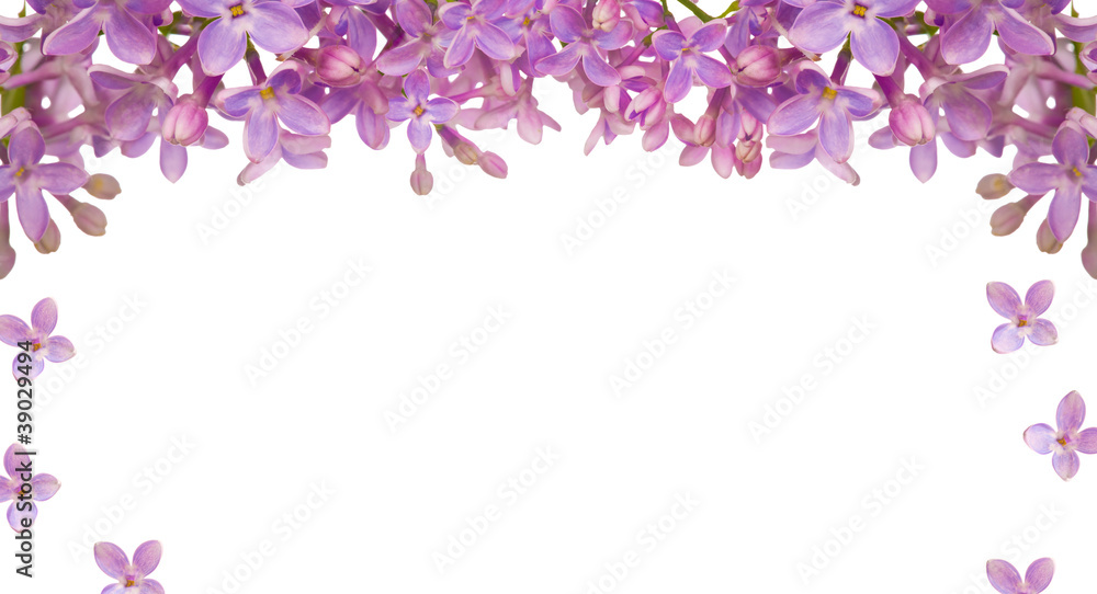 lilac flower isolated frame