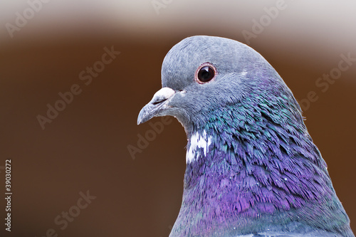 pigeon head