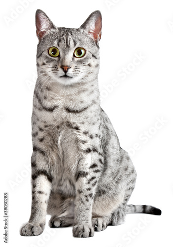 Obraz na płótnie Spotted Egyptian Mau cat looking at camera