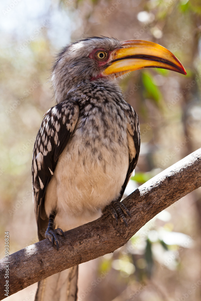 Hornbill bird in south aAfrica sitting in a tree Hornbill bird in south aAfrica sitting in a tree