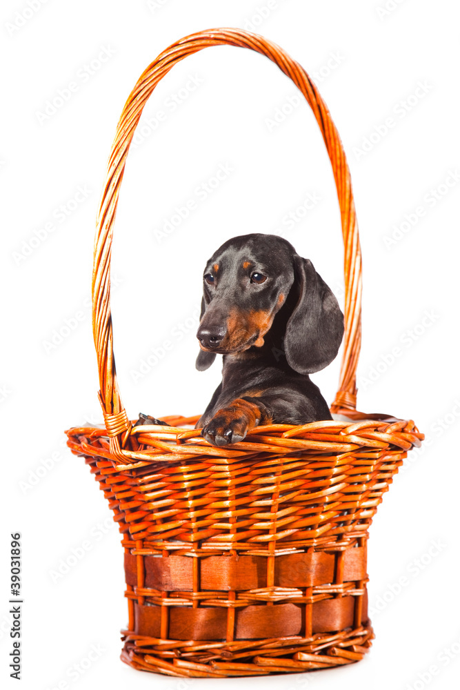 Dachshund basket on sale