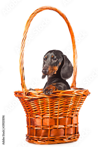 Dachshund Dog sitting in basket on isolated white