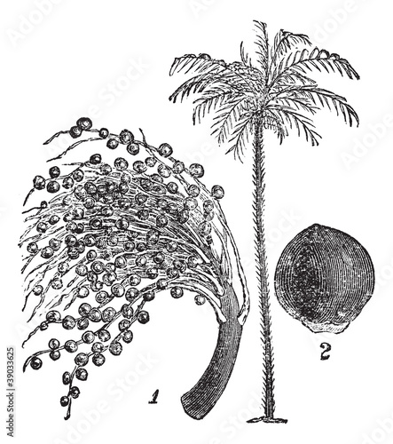 Bactris major or Bactris ovata vintage engraving