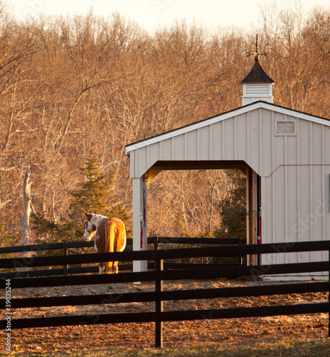 Horse in paddock by stable at sunset