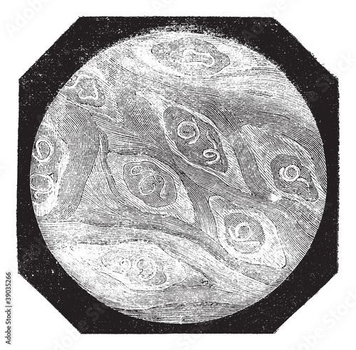 Fig. 1. Piece of flesh pork trichina; grown, vintage engraving.