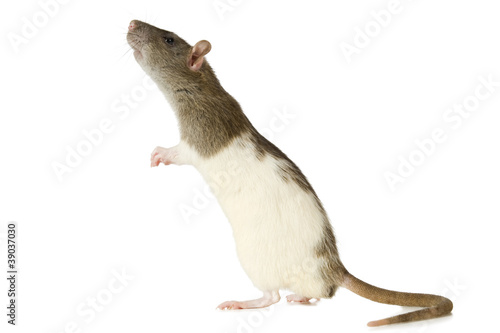 Courious rat on a white background.