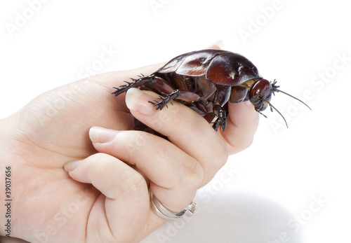 Hand holding a giant burrowing cockroach on a white background.