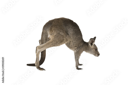 Eastern Grey joey kangaroo hoping on a white background.
