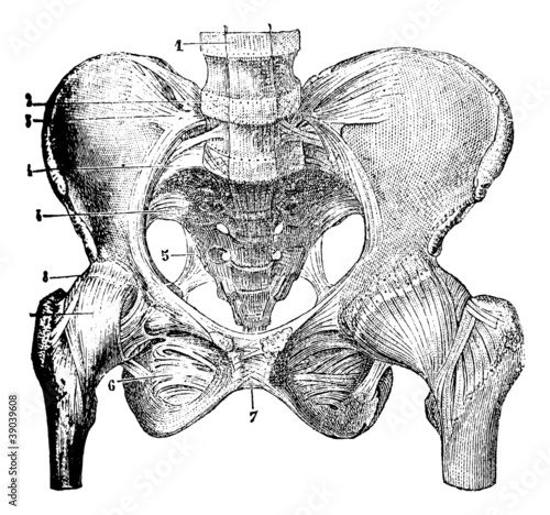 Representing the joints of the pelvic bones, vintage engraving.