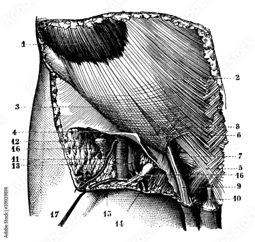 Fig. 624. Region ilioinguinal surface. External orifice of the i