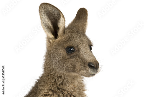 Eastern Grey joey kangaroo on a white background.