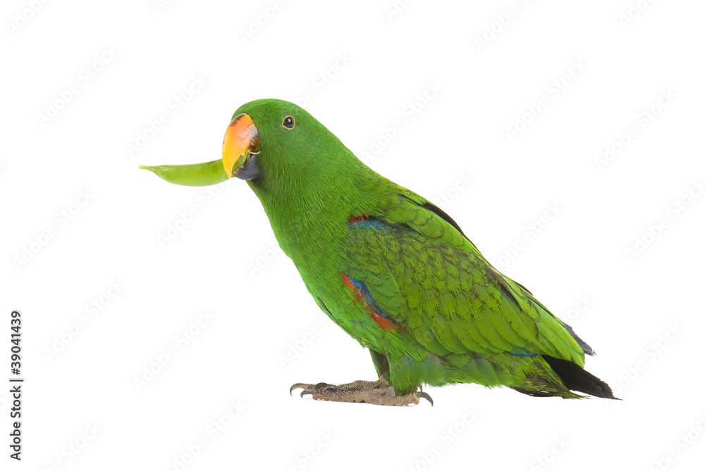 Eclectus Parrot, eating a pea pod, on white background.
