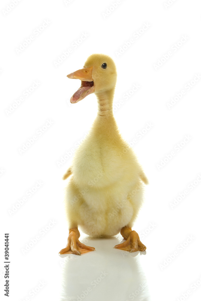 Adorable fluffy duckly quacking on a white background. Adorable fluffy duckly quacking on a white background.