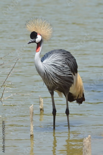 Oiseau_grue à la crête dorée dans l'étang