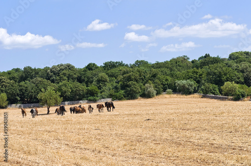 Horses grazing in a paddock.