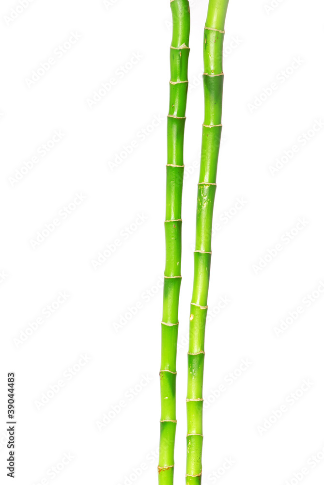 Fototapeta premium Bamboo