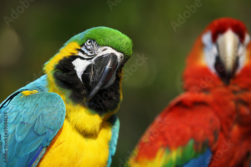 brightly colored macaw in Thailand