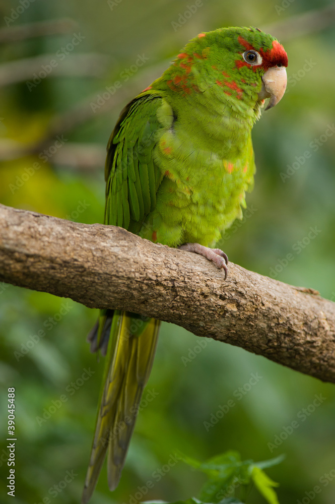 Obraz premium Colorful Parrot Sleeping