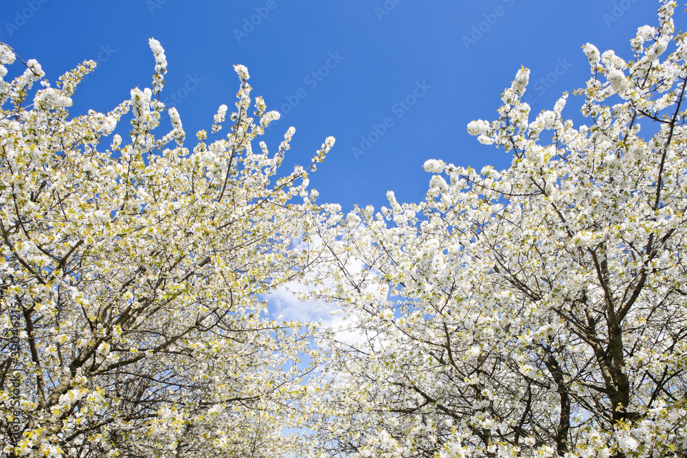 blooming orchard in spring