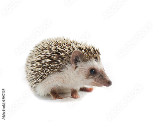 Fototapeta Naklejka Na Ścianę i Meble -  Hedgehog on a white background