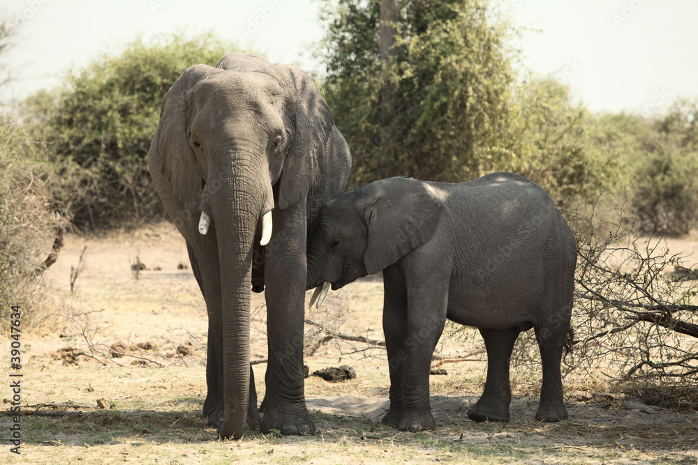 Young African elephant touches his mother Young African elephant touches his mother