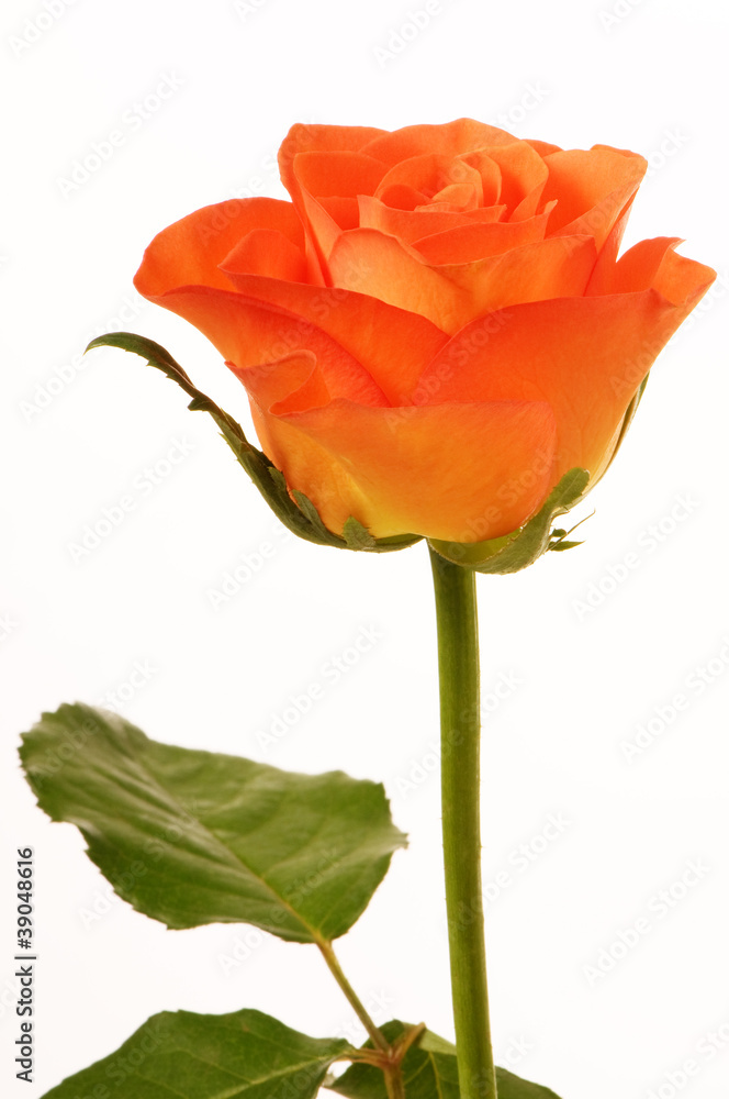 Fototapeta premium Eine Rose