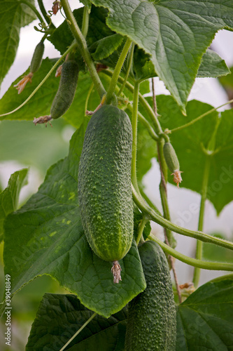 cucumber  growing